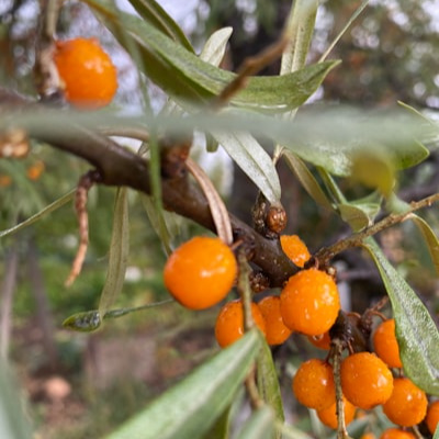 Sea Buckthorn Extraction and Quality Standards EP134