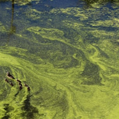 How Stressed Algae Protects Your Cells EP139