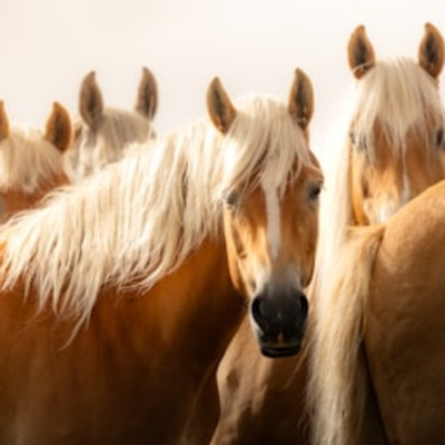 Effective Joint Supplements For Senior Horses EP147