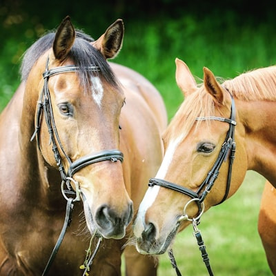 Why Your Horse Isn’t Absorbing Supplements EP157