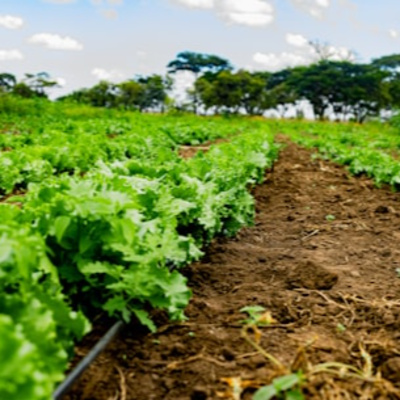 The Invisible Network Powering Our Crops EP160