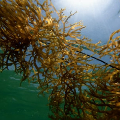 Identifying the Best Natural Algae Astaxanthin EP165