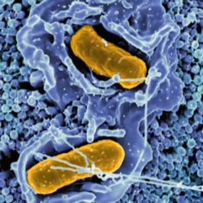 Bioavailable Vitamins From Microbes and Lichen EP176