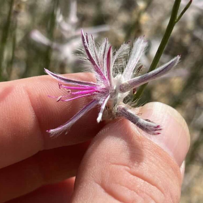 The FiremanRich Audio/Podcast: Morning Coffee 🌄☕ 01.22.2026🎙️🔊 by FiremanRich Audio / Podcast