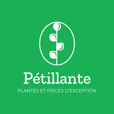 La puissance ignorée des plantes d'intérieur sur notre bien-être au quotidien (par PETILLANTE.NET) 