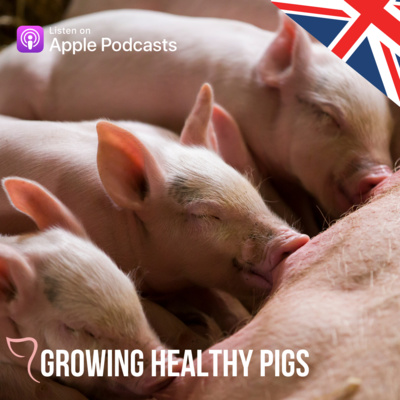 Pig respiratory health – is it important?