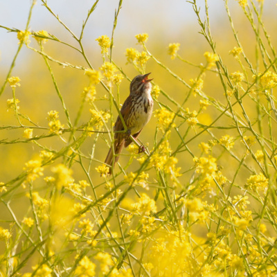 Leśne radio (Adam Zbyryt)