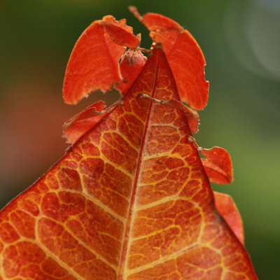 Kłamczuchy z dżungli (Szymon Drobniak)