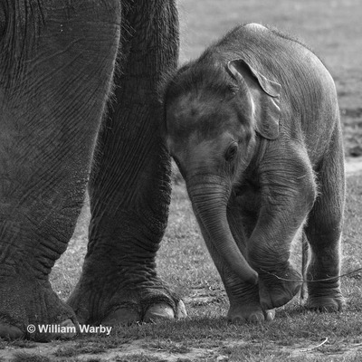 Do Animals Have Rituals Around Death?