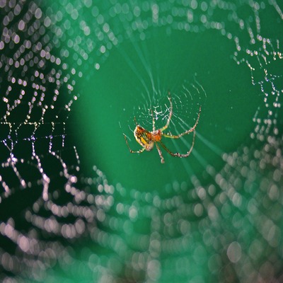 Can It Really Rain Spiders?