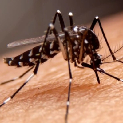 Conoce Dengapp, el aplicativo hecho en el Perú para el cuidado de pacientes con dengue
