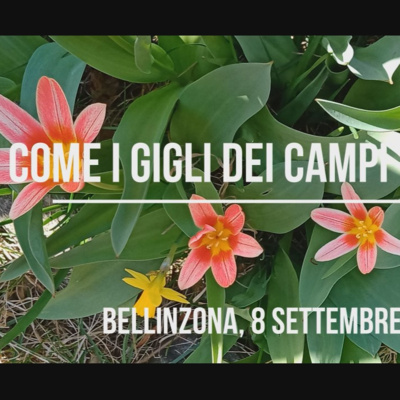 Come gigli dei campi