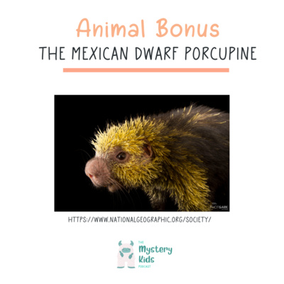 The Mexican Dwarf Porcupine