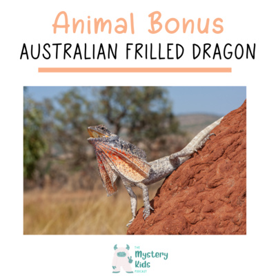 Australian Frilled Dragon