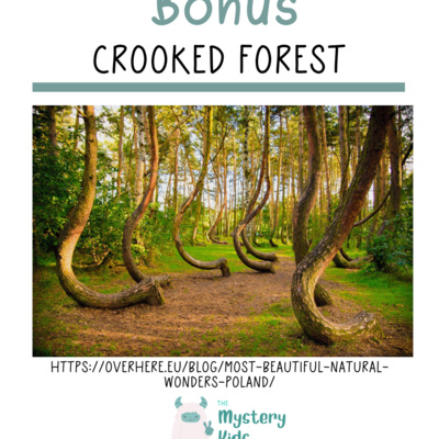 Crooked Forest