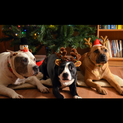 Holiday Dog Tips – Ask Your Dog Guru – 25