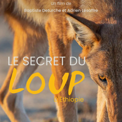 24 IMAGES SECONDES - Le Secret du Loup d'Éthiopie, partie 2