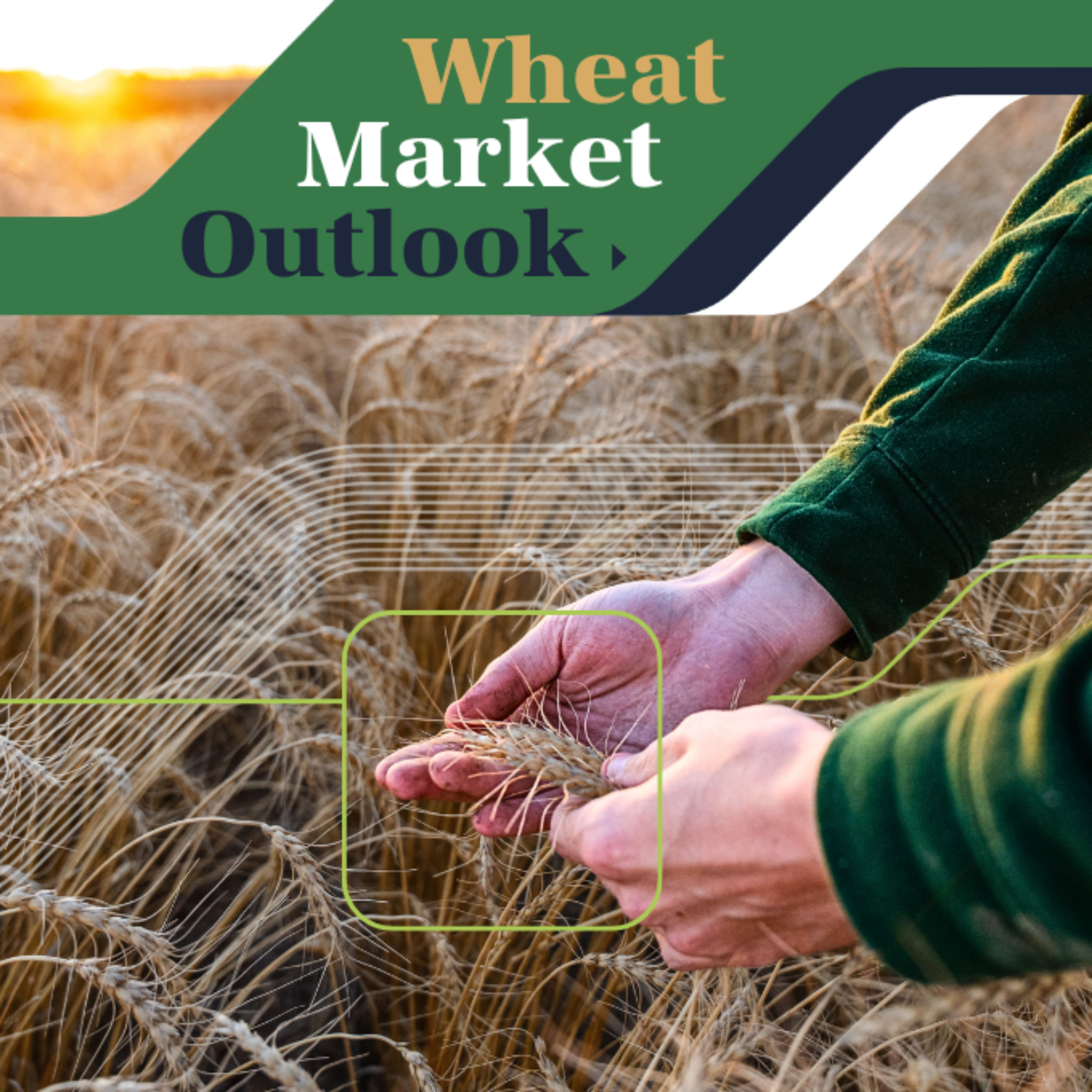 Wheat Market Outlook
