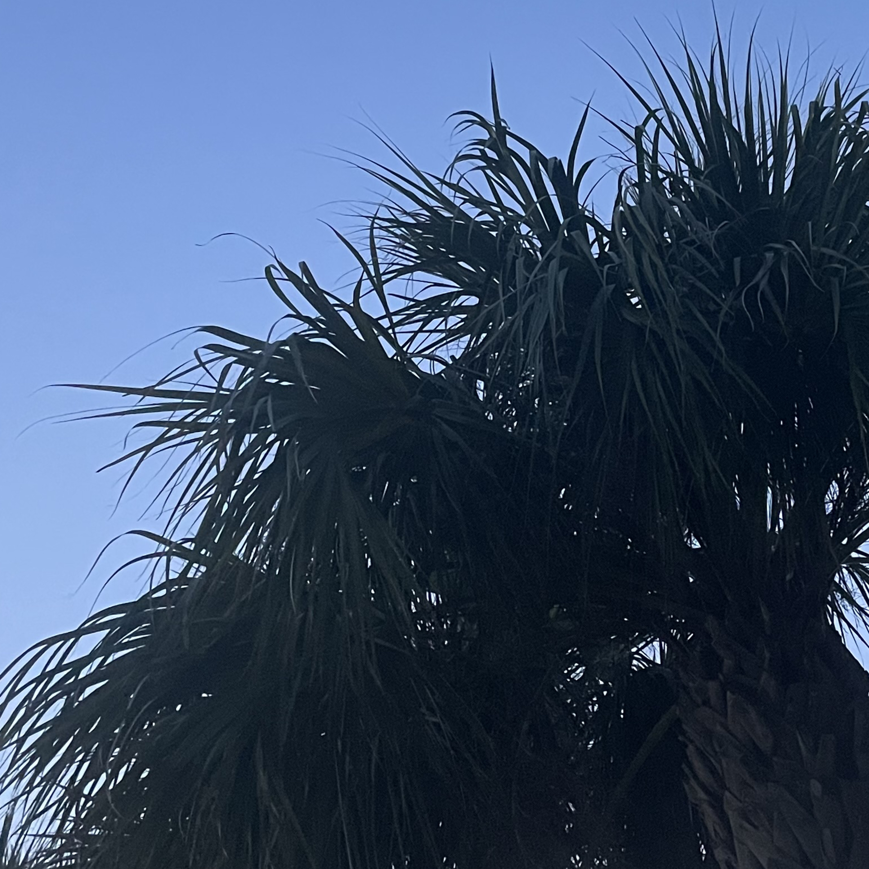 The Spontaneous Shift (Heaven on Earth)