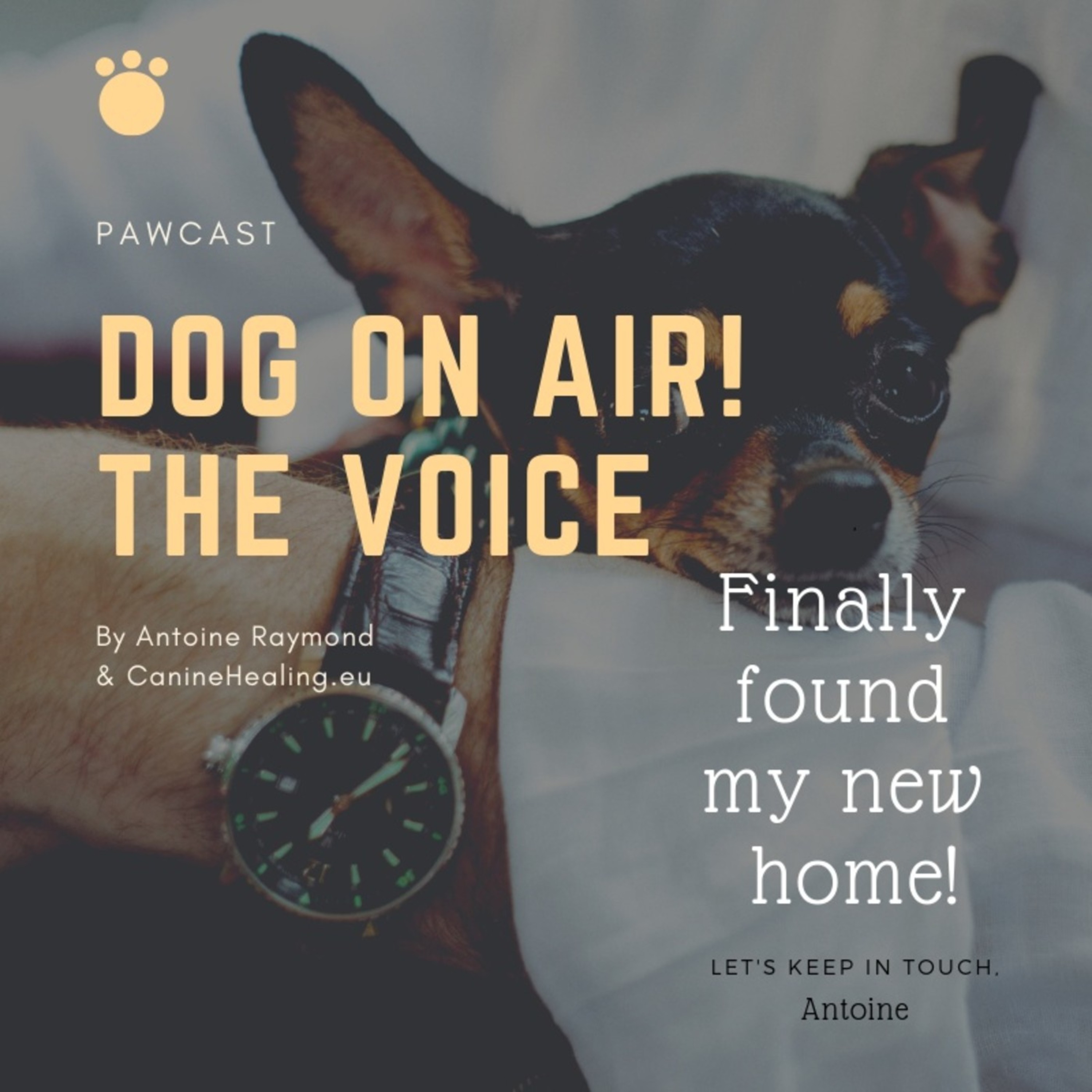 Dog On Air
