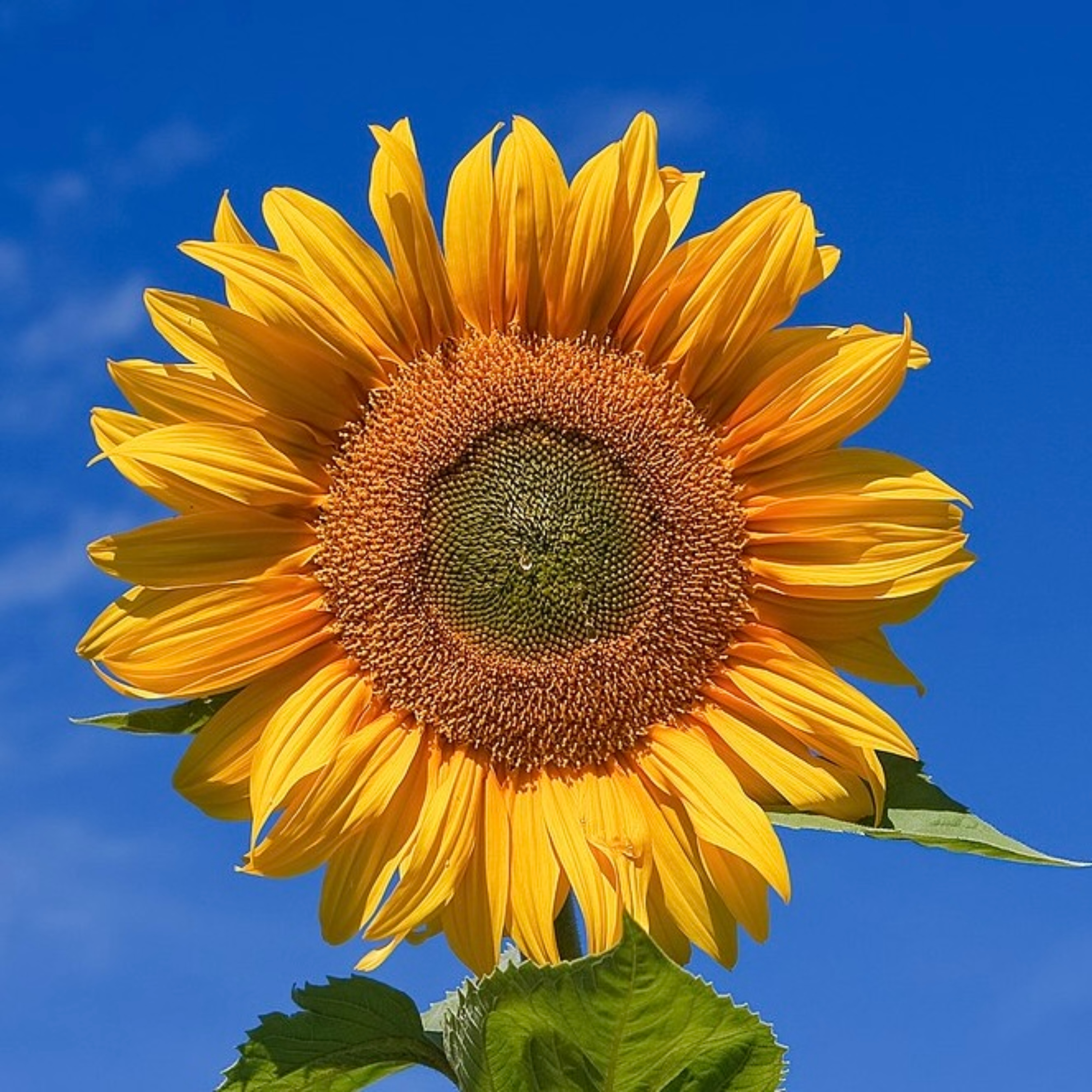 The Philip Ryan Deal Podcast