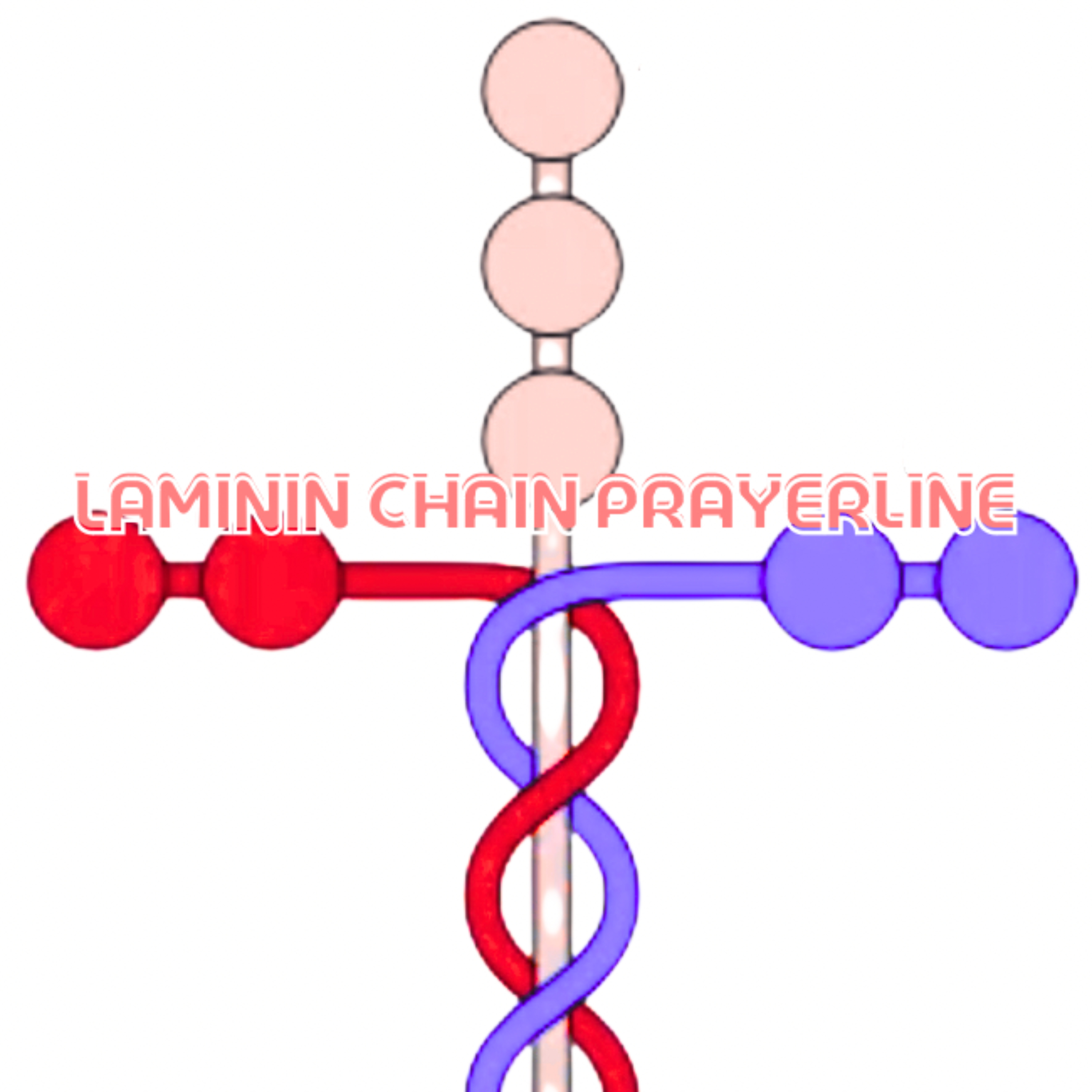 Laminin Chain prayerline