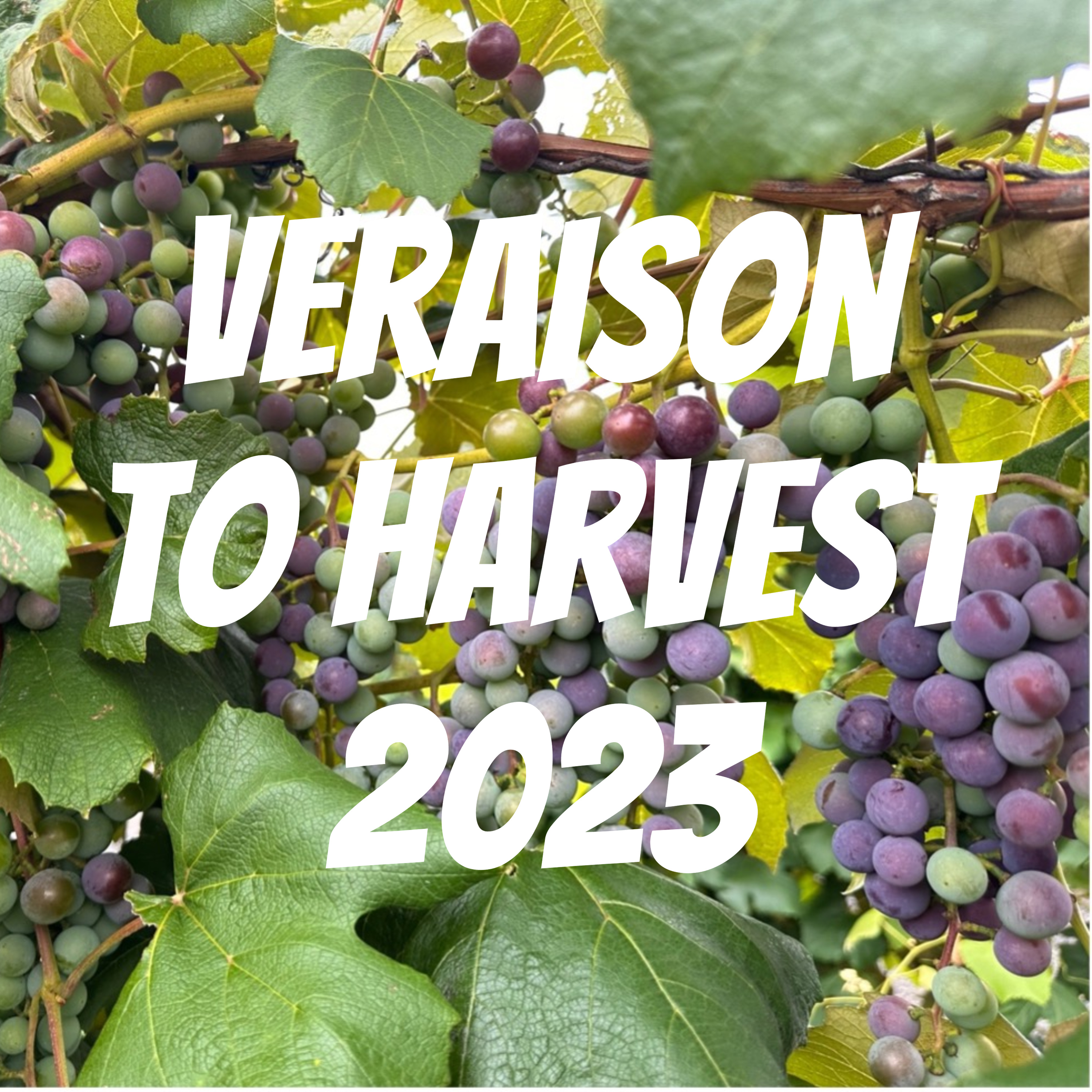 Veraison to Harvest 2023 podcast artwork