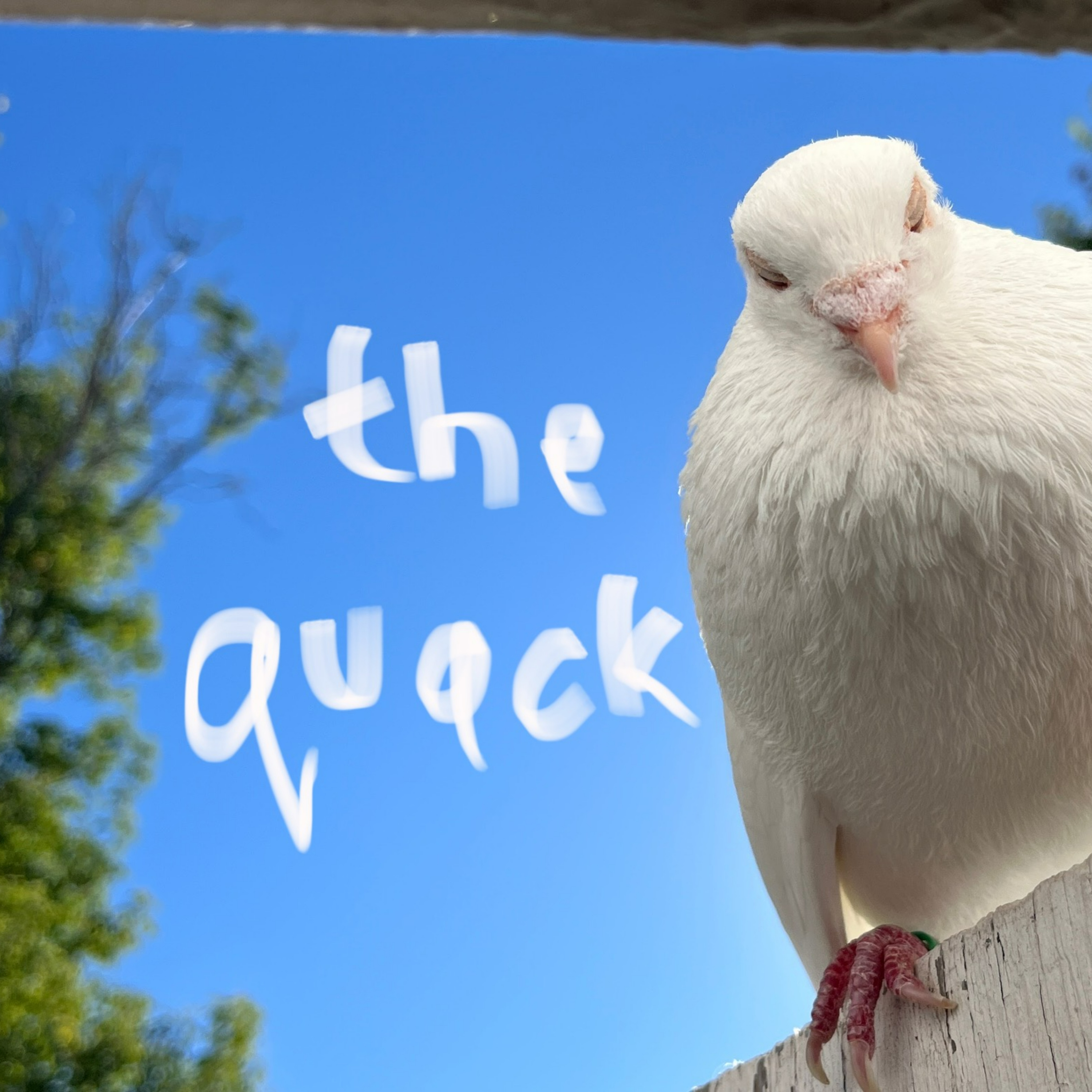 The Quack