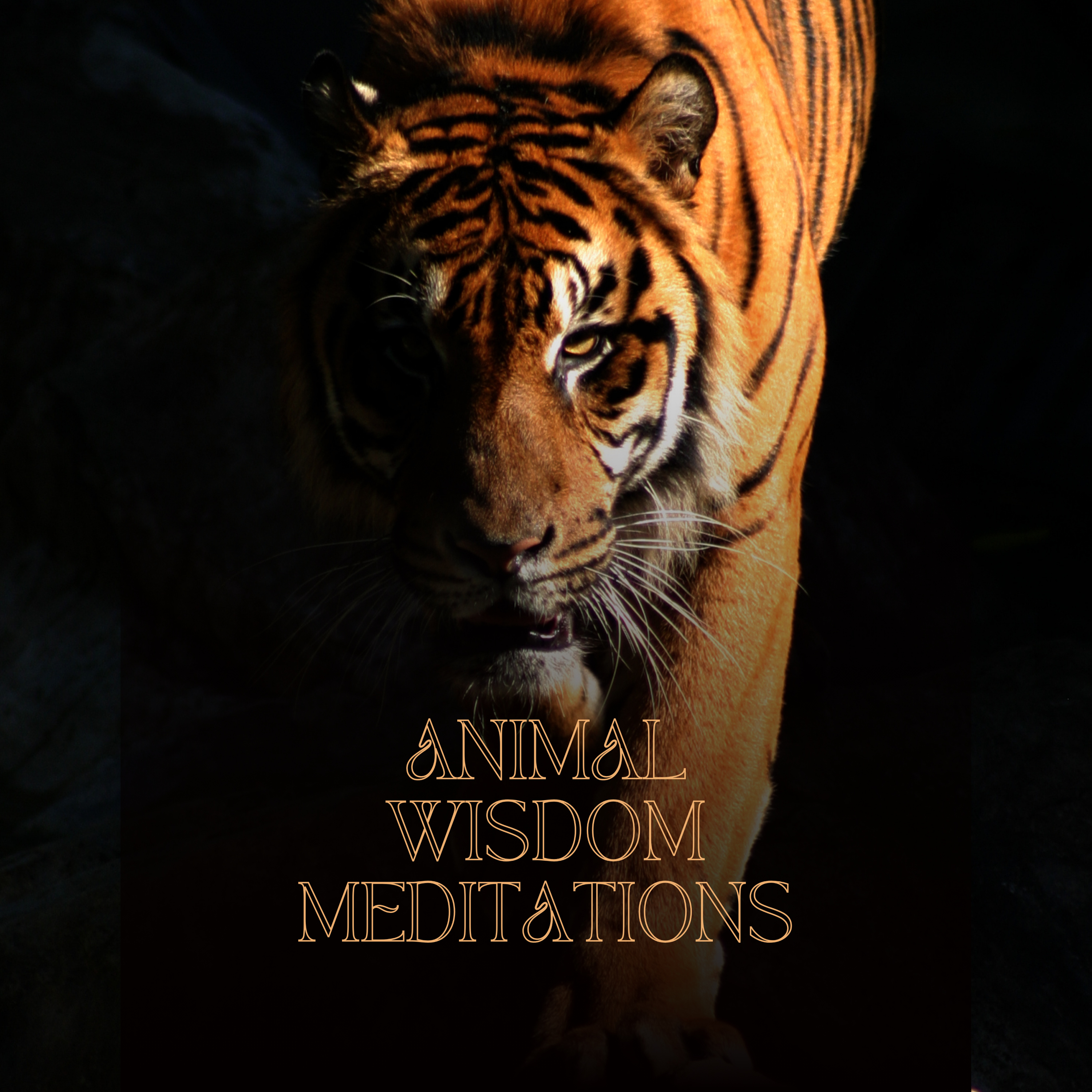 Animal Wisdom Meditations podcast artwork