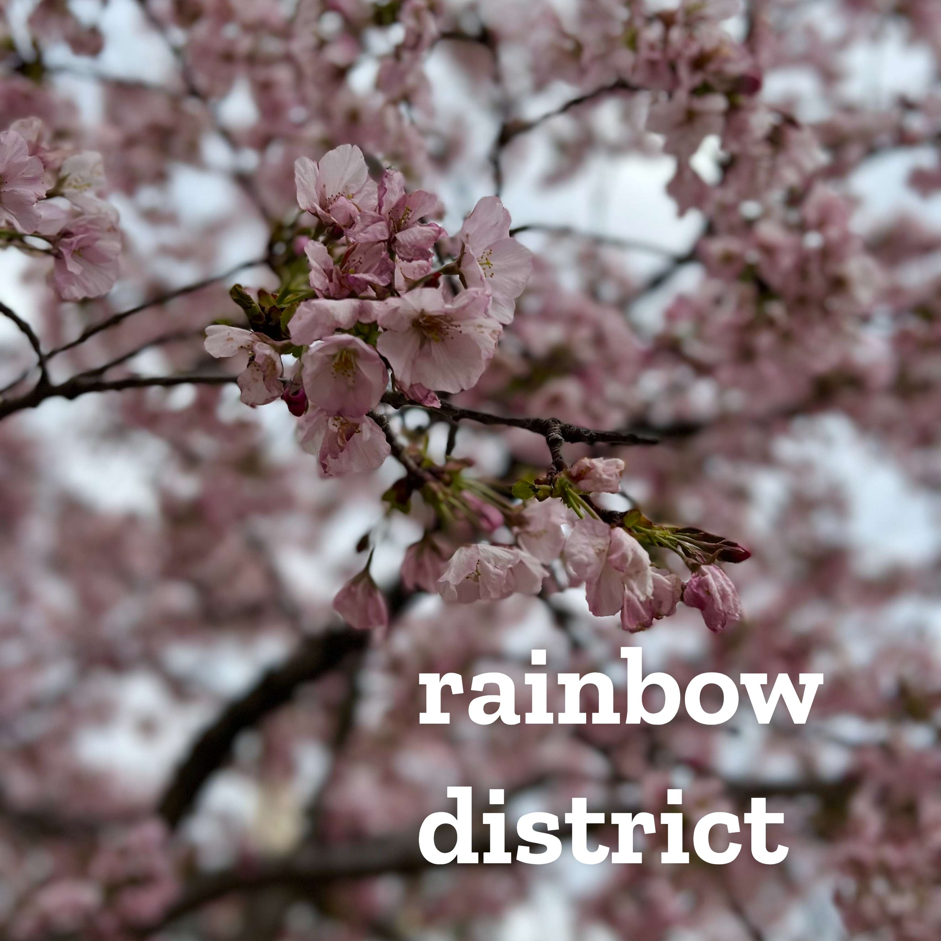 Rainbow District podcast artwork