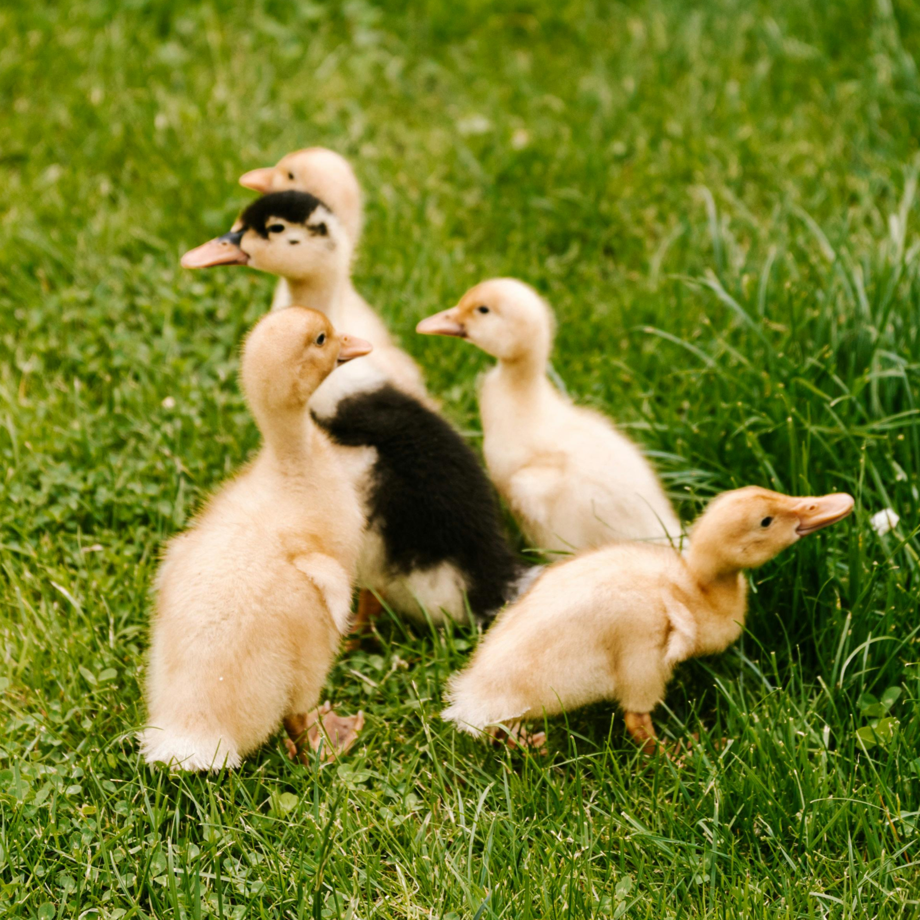 Voces Amigas cover art