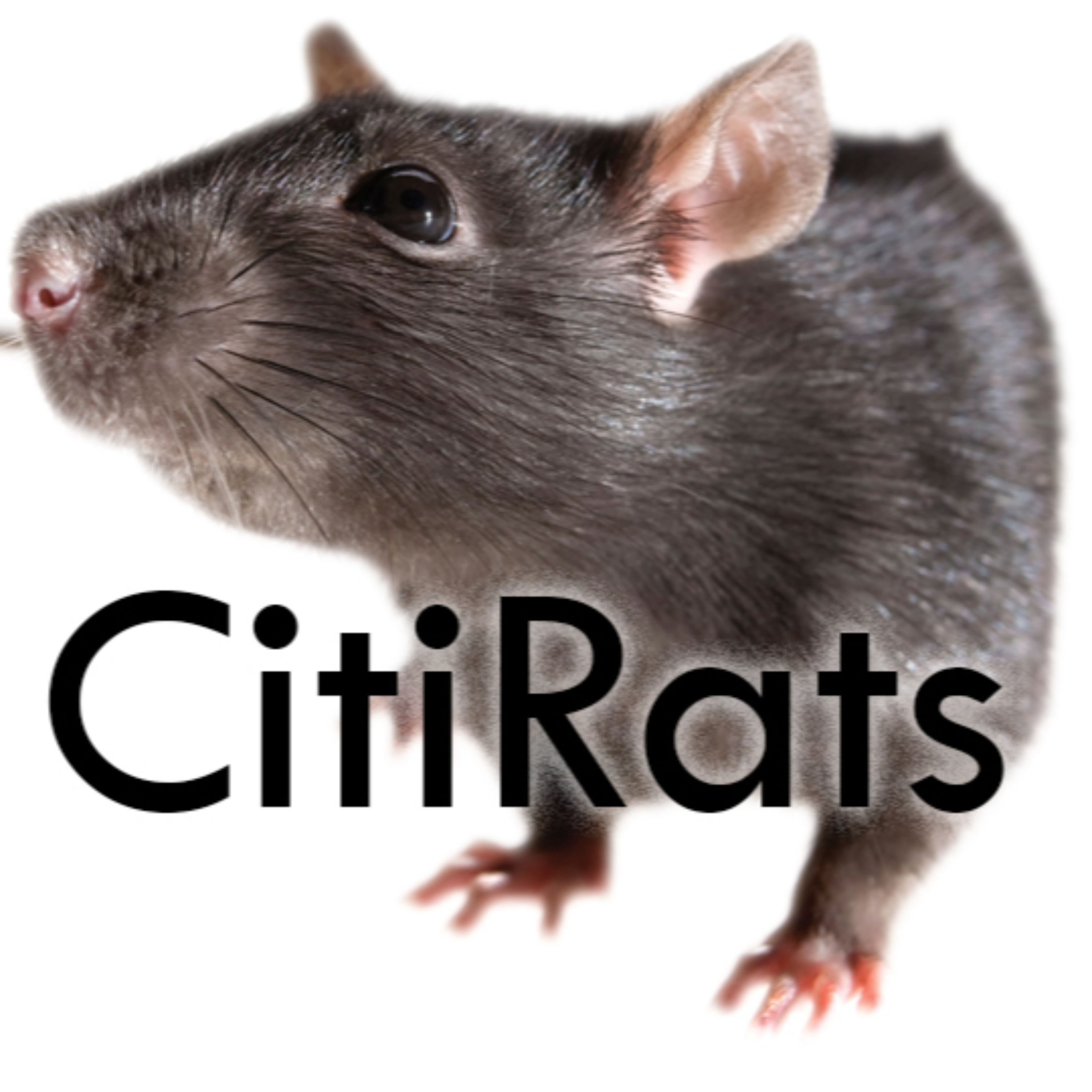 CitiRats Podcast
