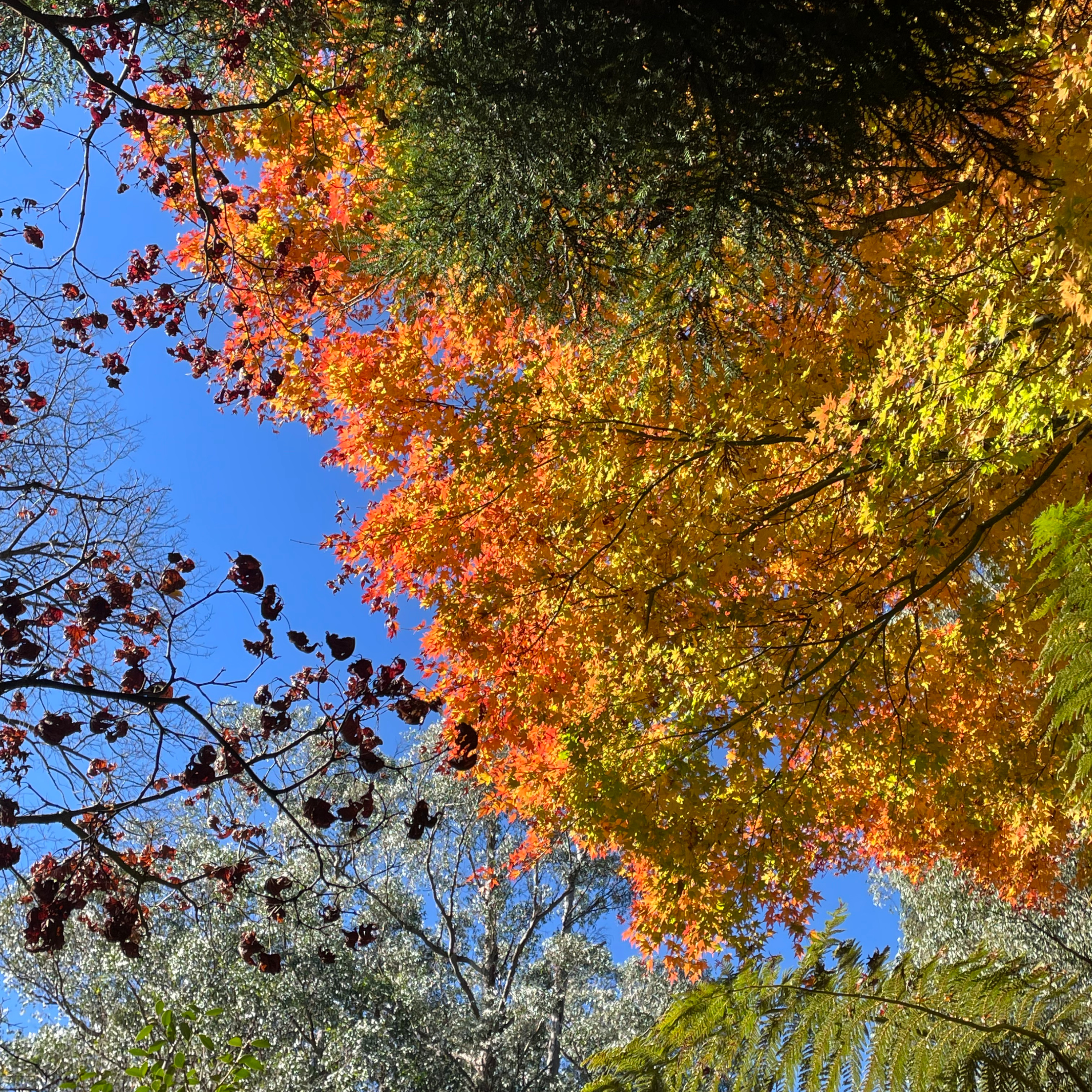 軟爛人生嘿嘿 Clara's Vegging Out Life