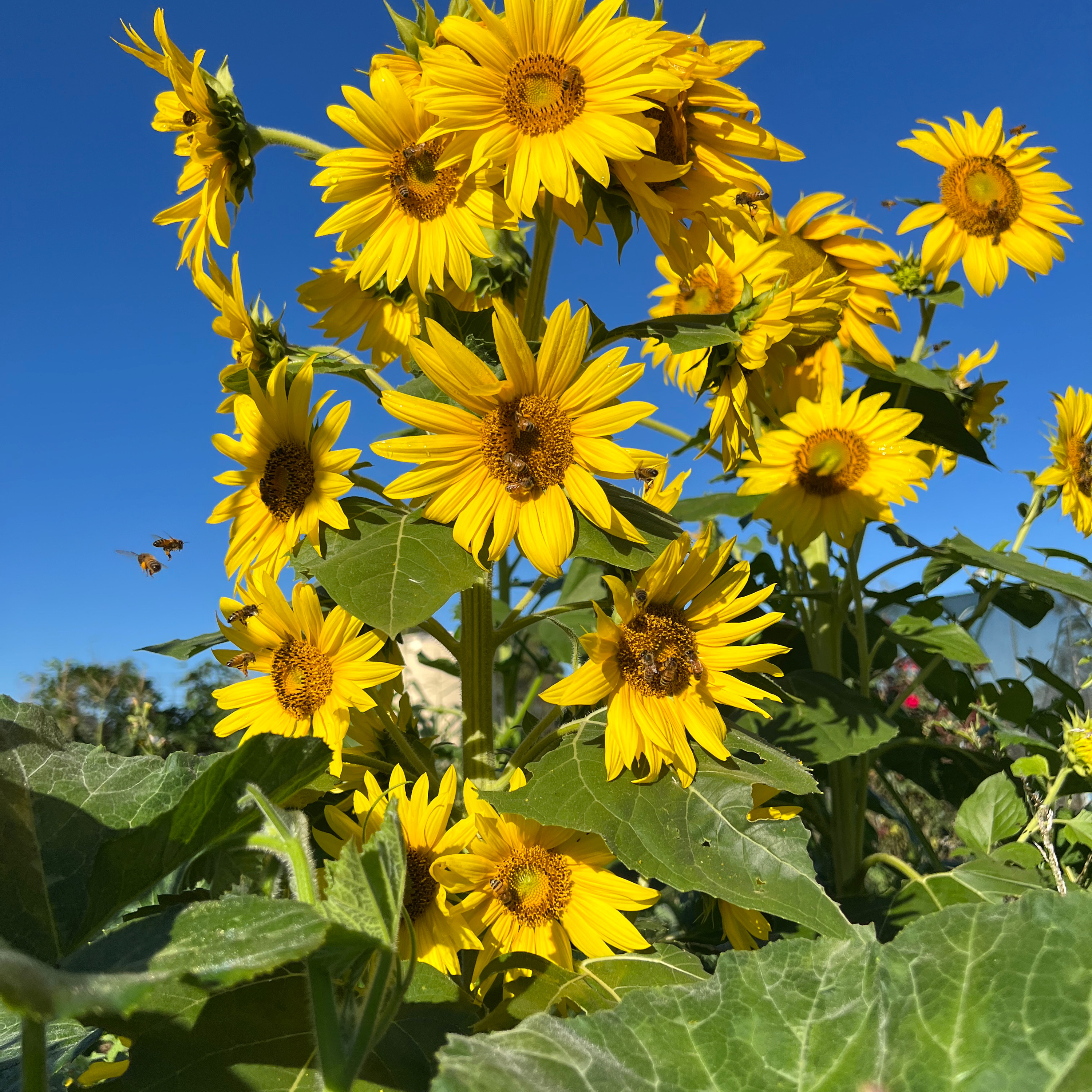 Sunflowers In Heaven - In Search of Truth