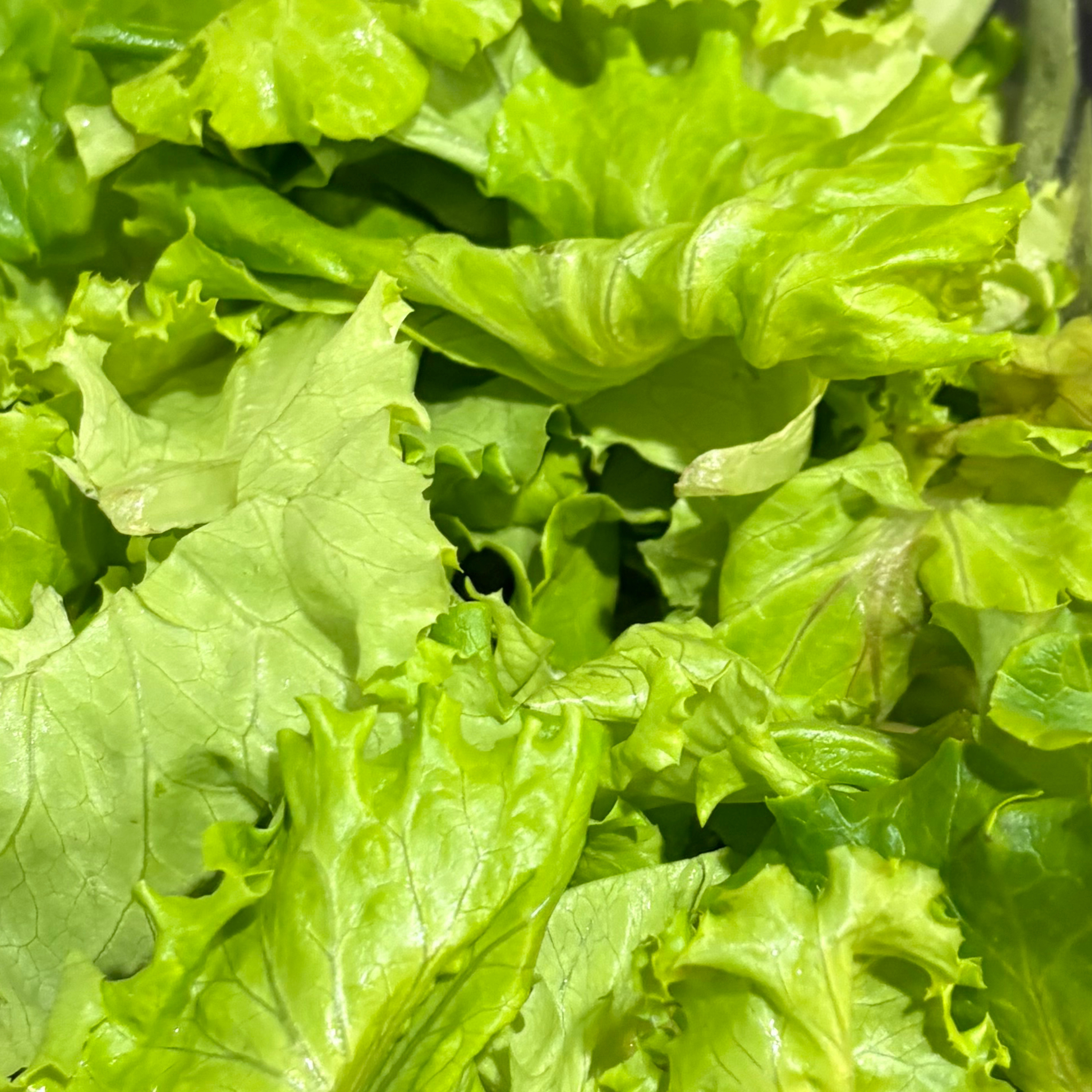 Lettuce