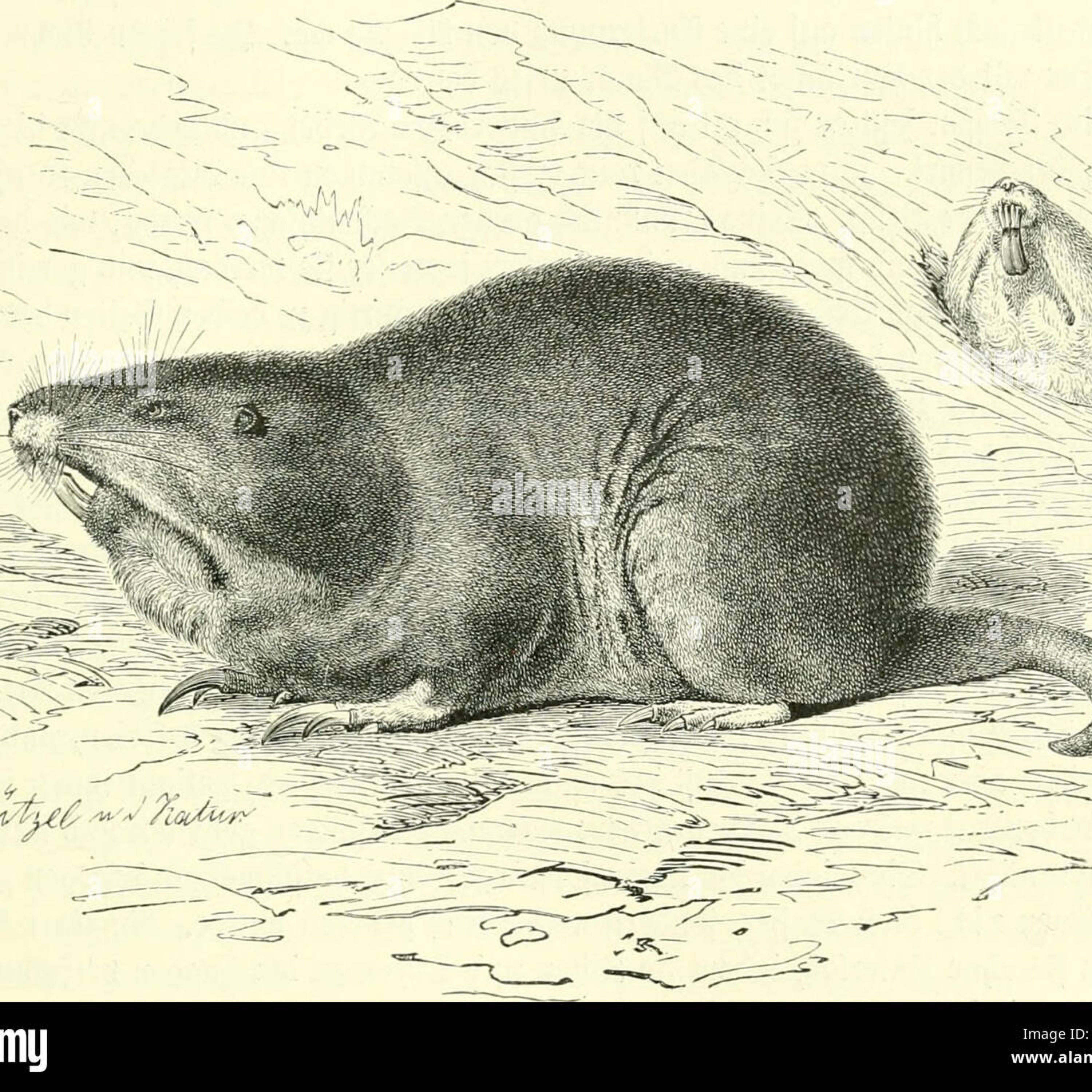 Gourgandineries