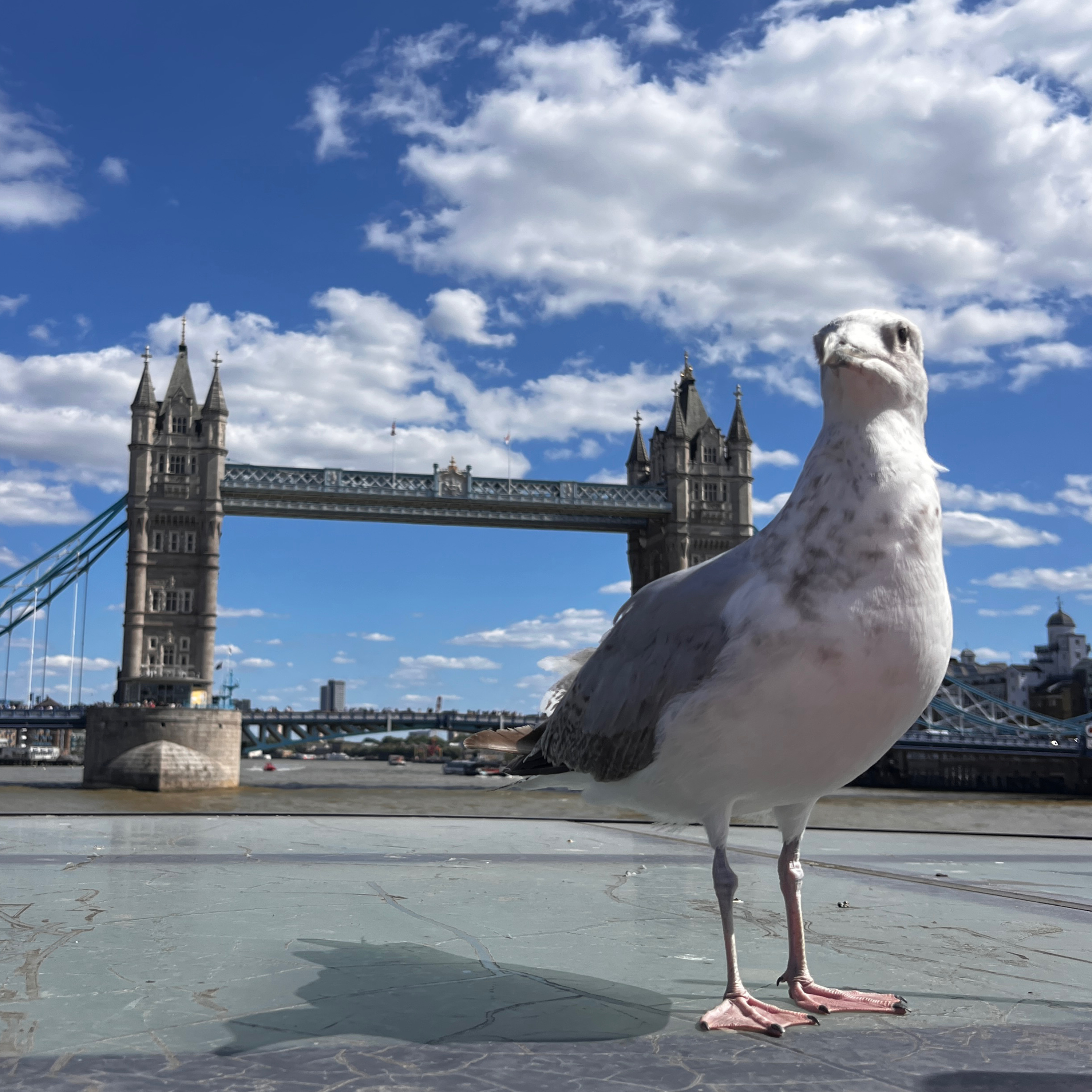 Monday Morning Chaos