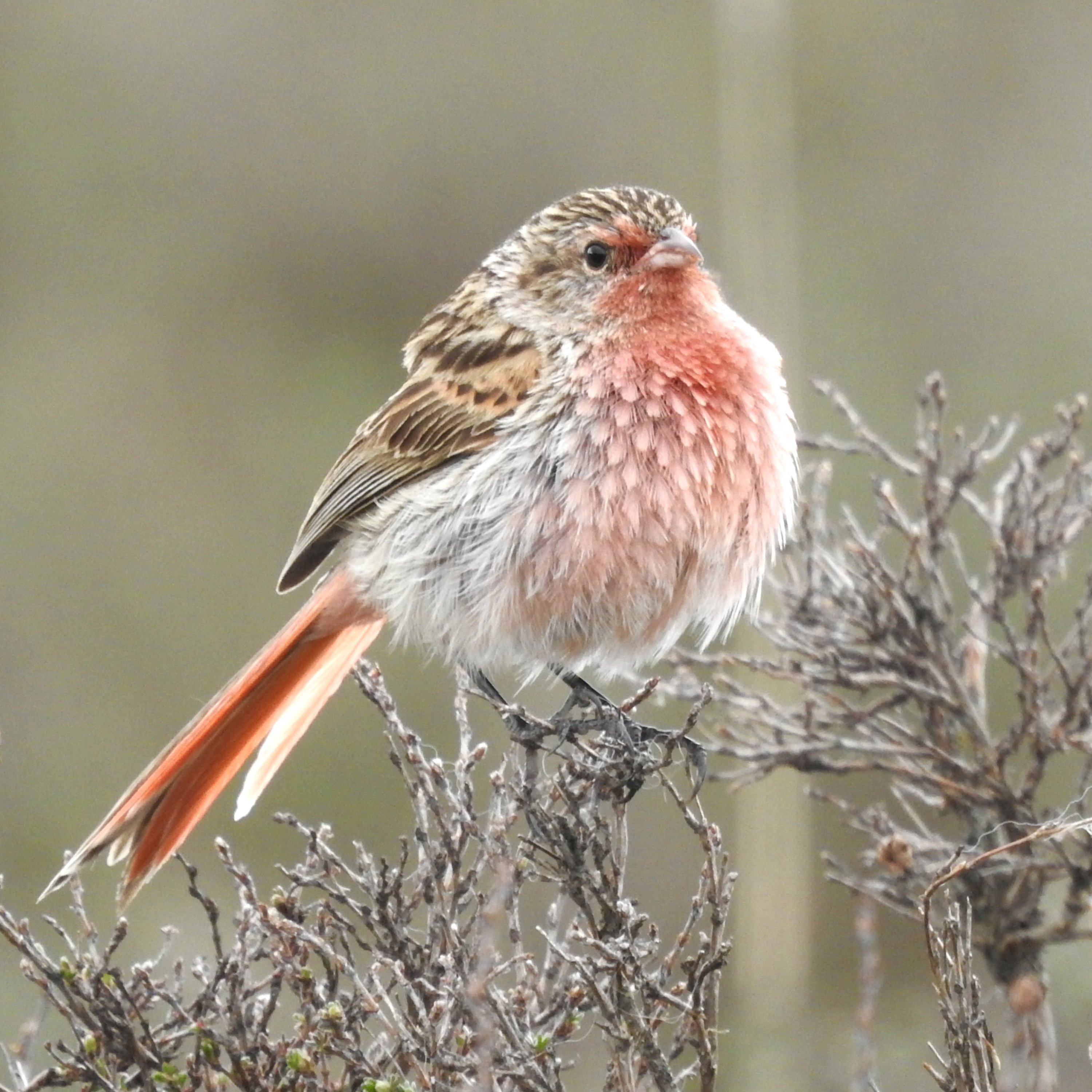 Talk Chinese Birds