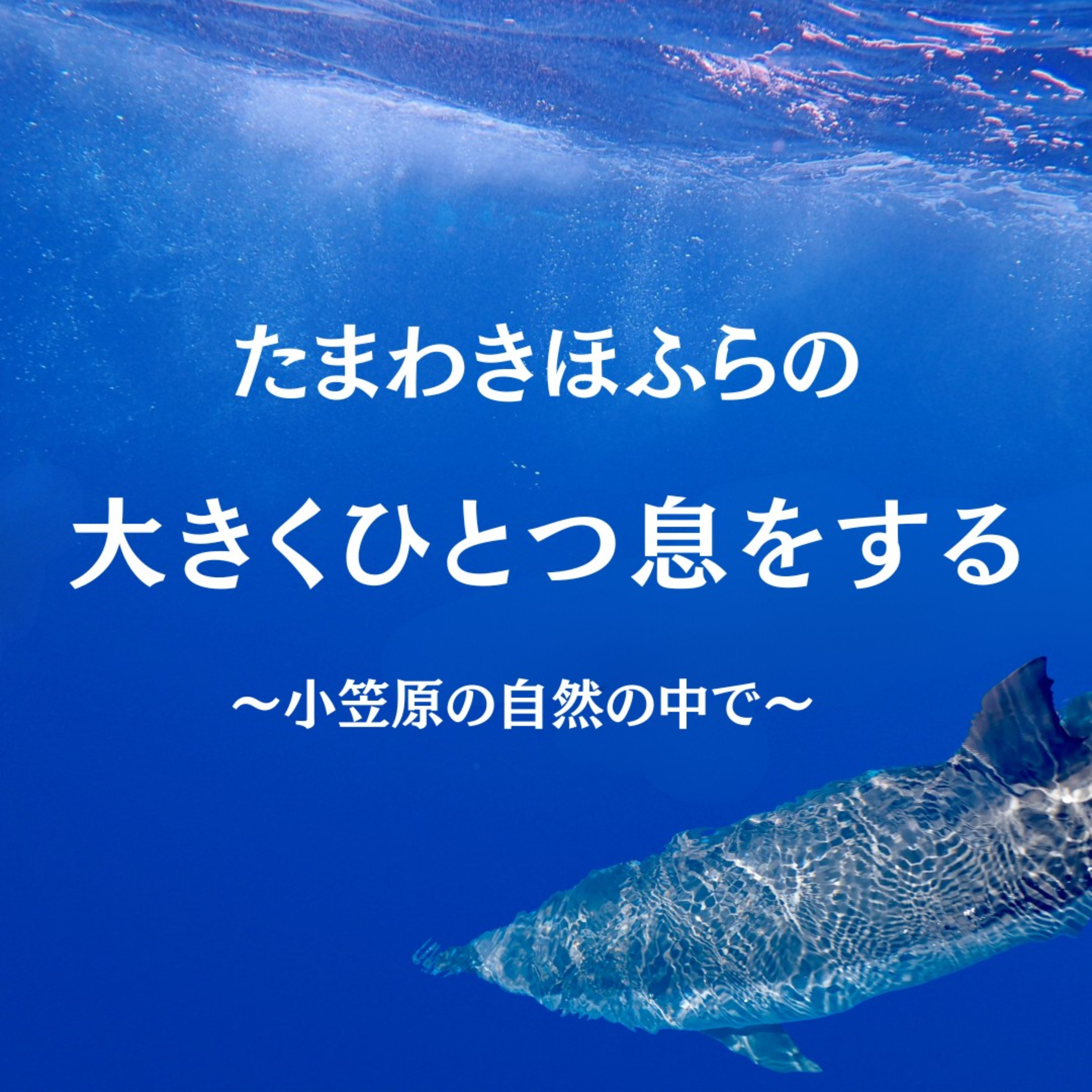 たまわきほふらの大きくひとつ息をする〜小笠原の自然の中で〜