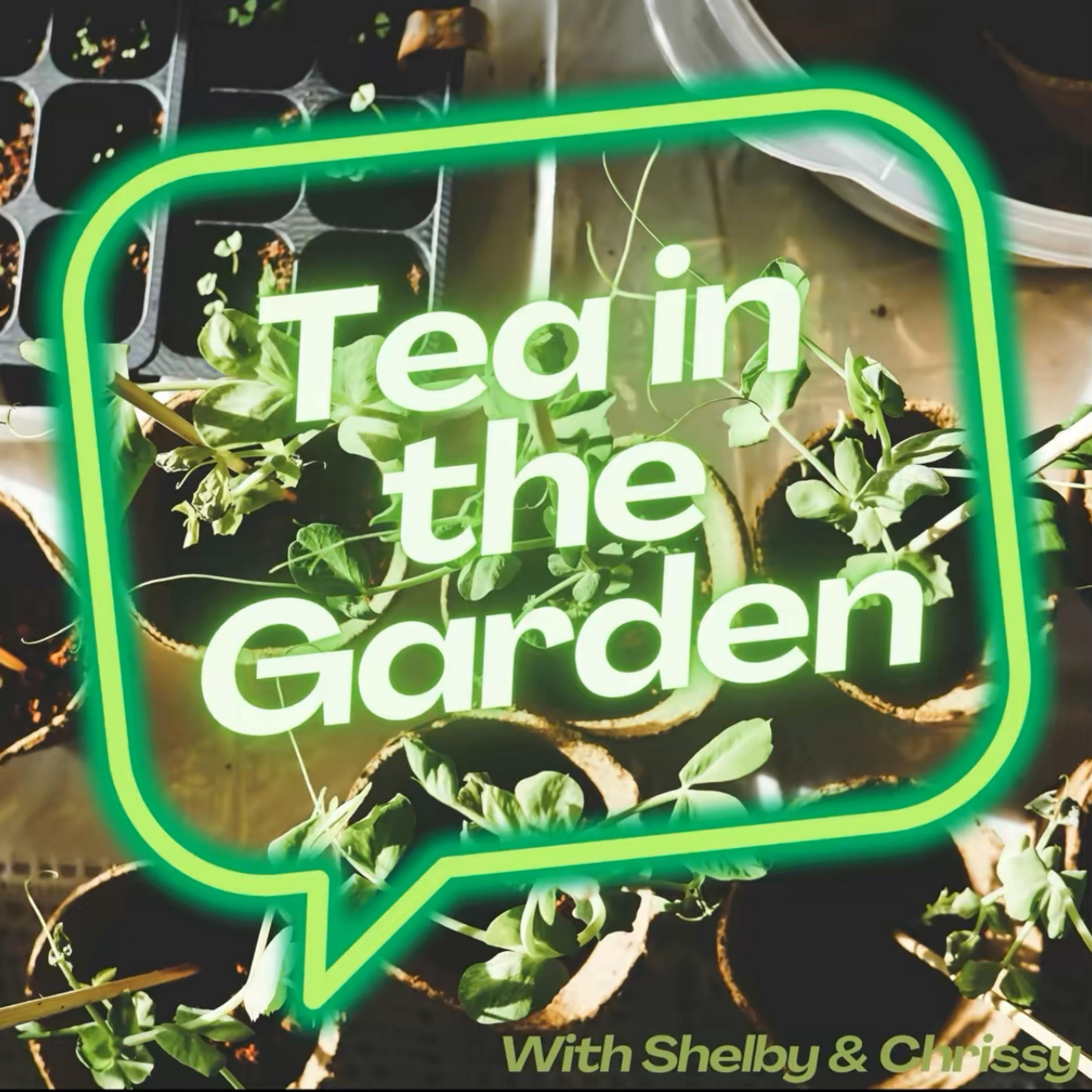 Tea in the Garden podcast artwork
