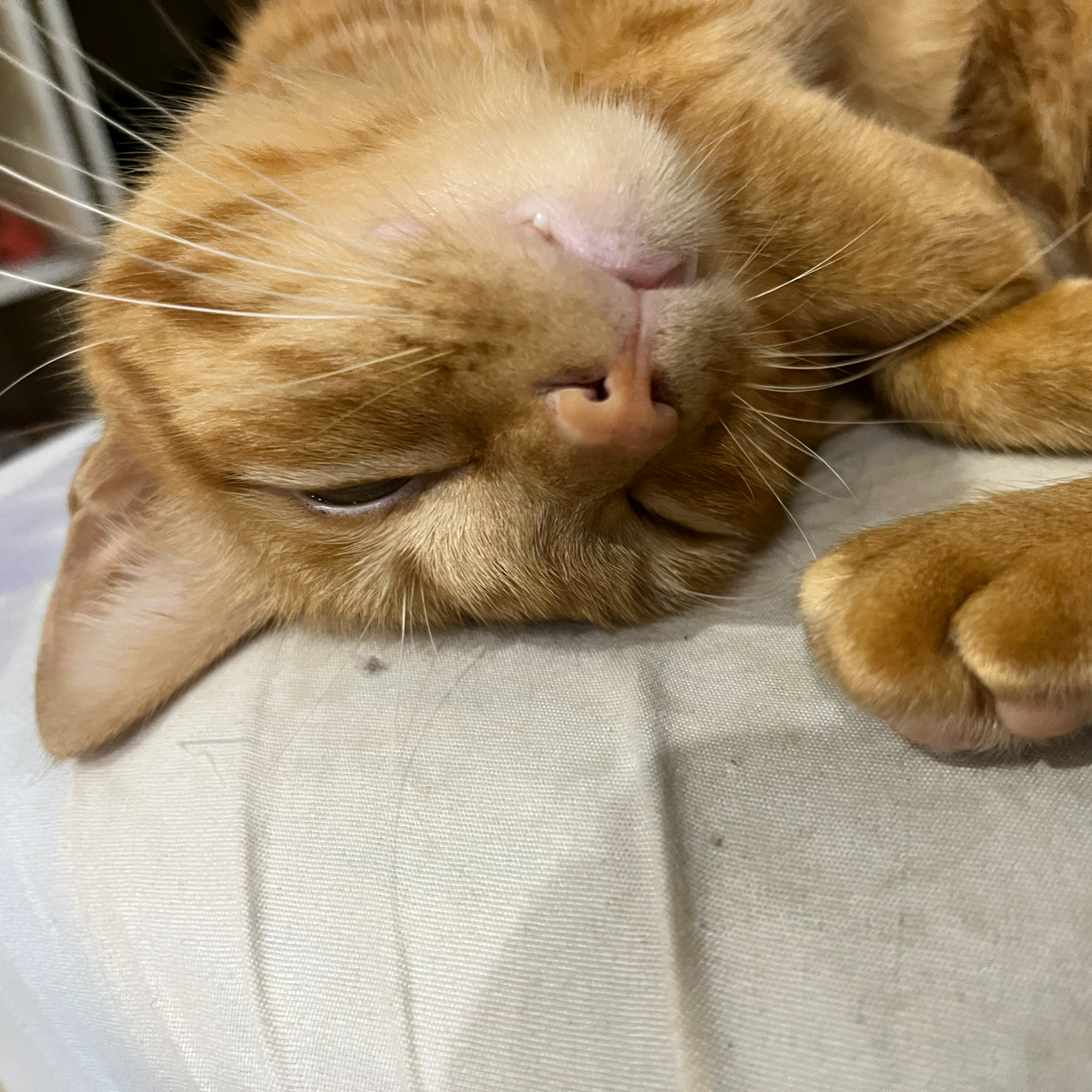 暴走奶酪(ㄌㄠˋ)的飼養官