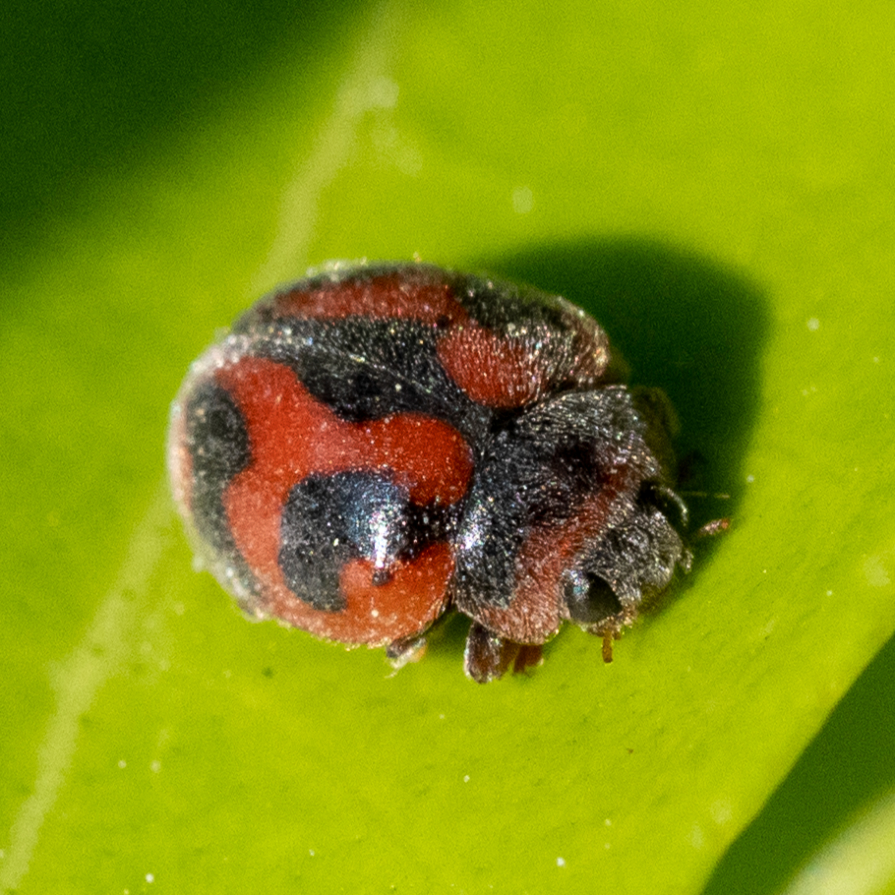Insect Ecology by Nori