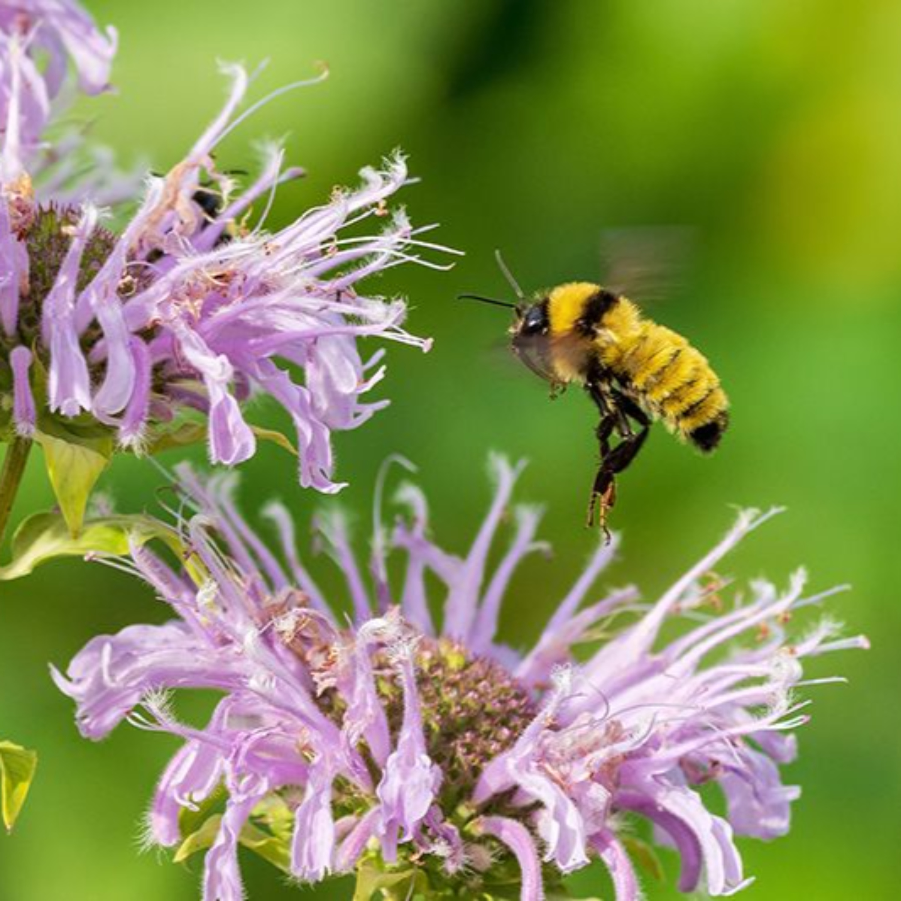 Bits that Begin with B