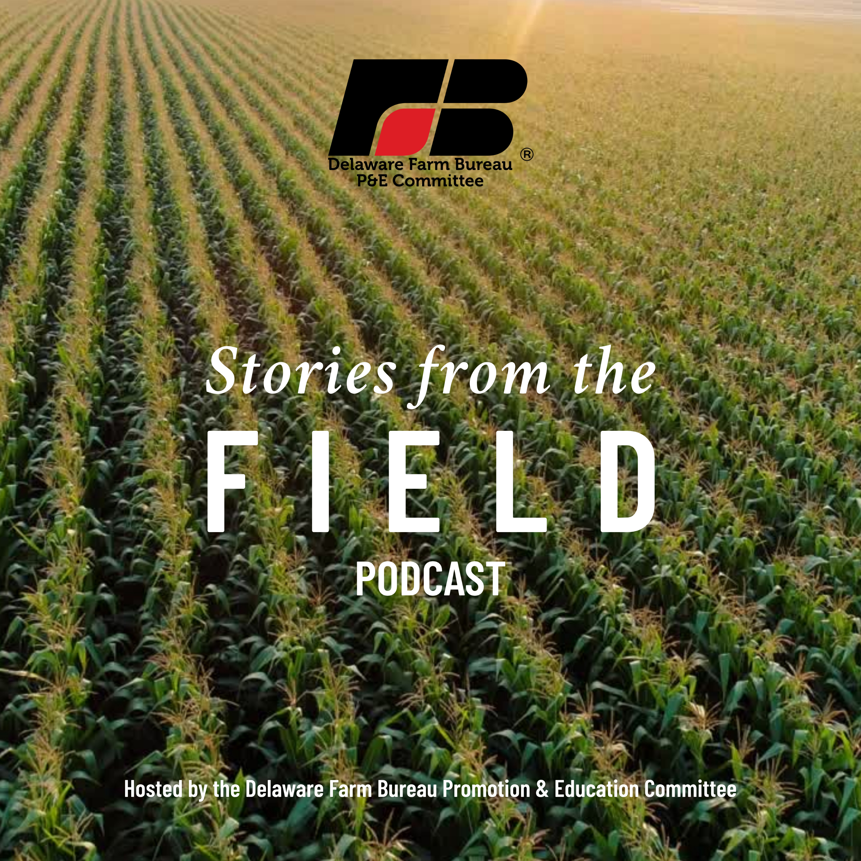 Stories from the Field