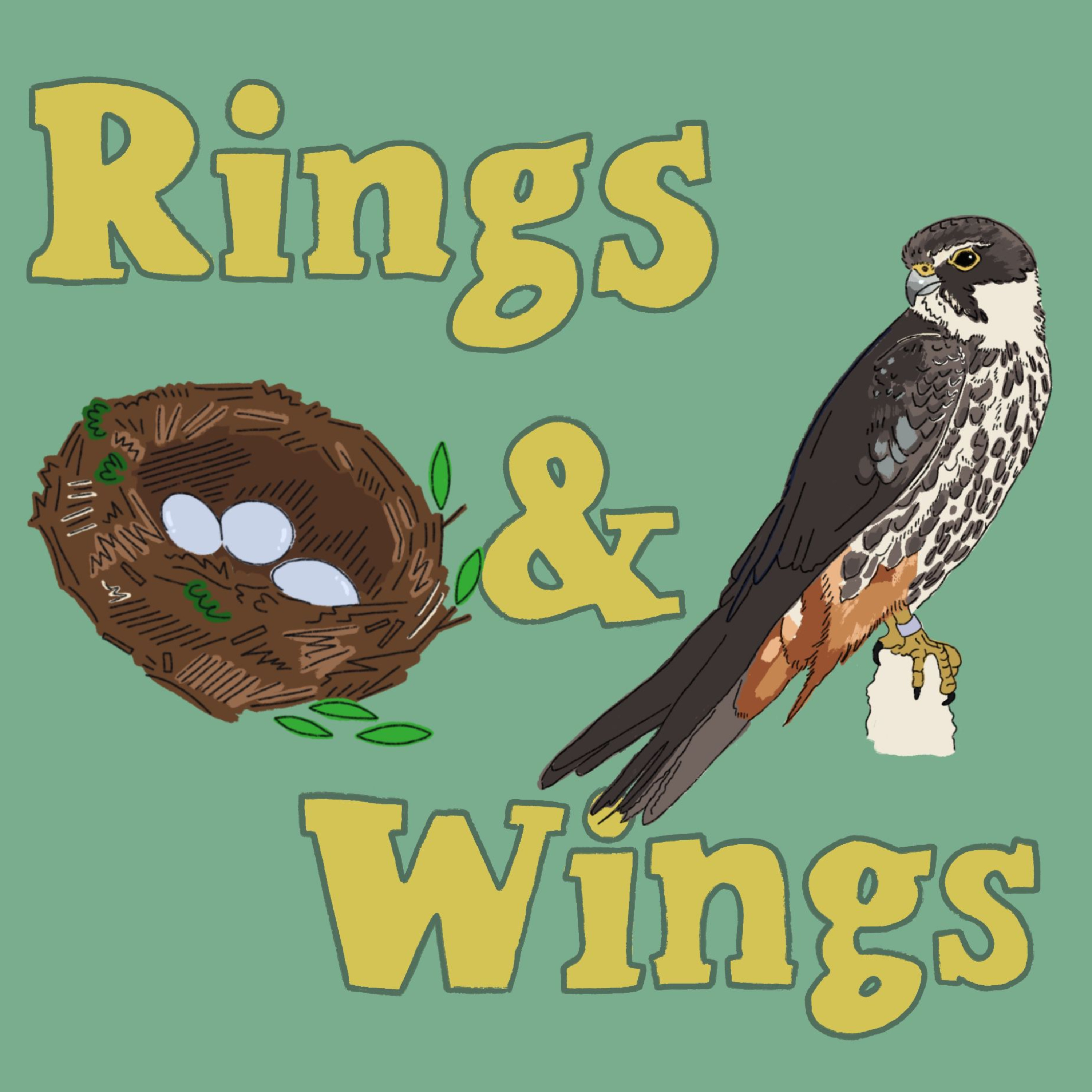 Rings & Wings cover art