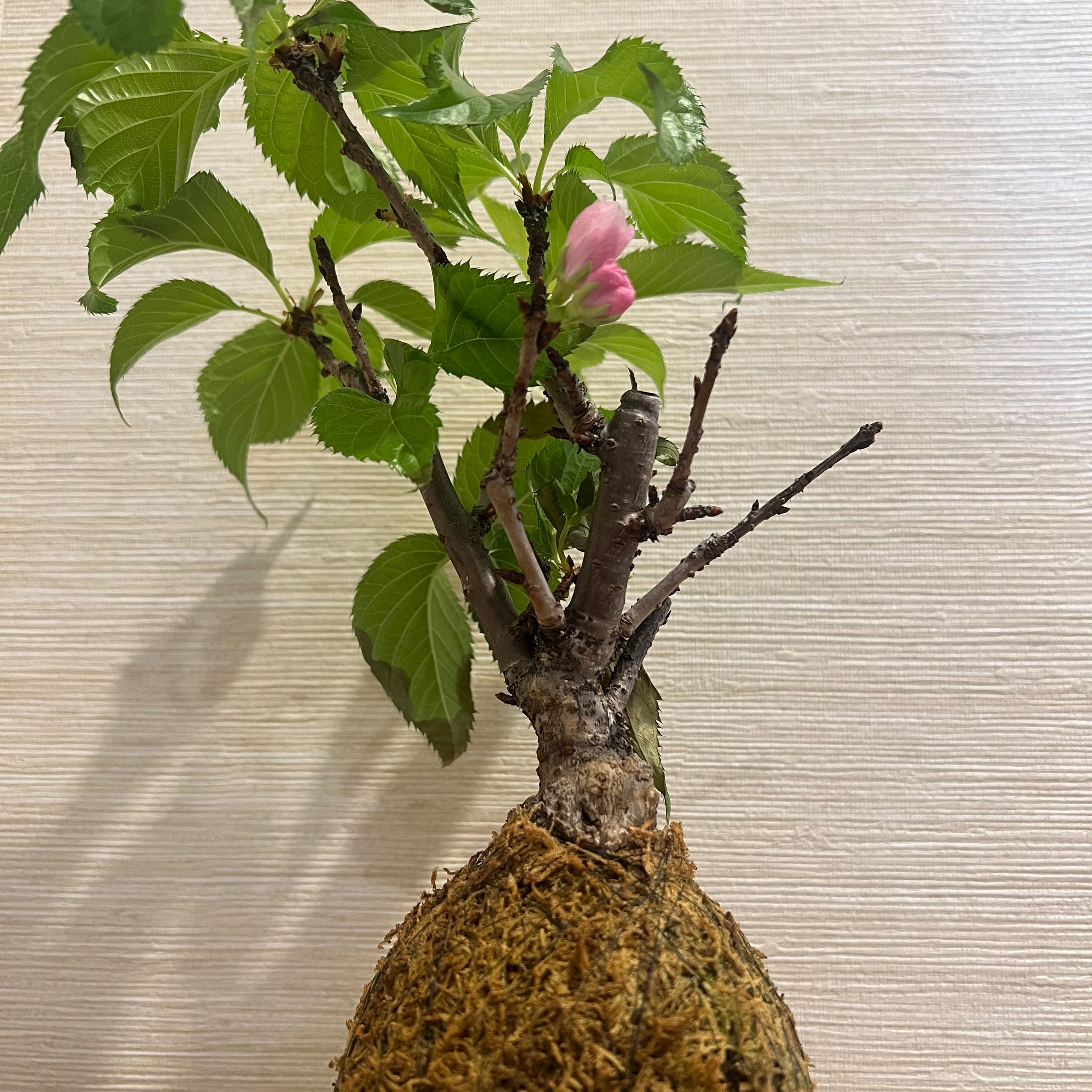 ज़ेन बोनसाई वाइब्स – जापान से रोज़ाना कहानियाँZen Bonsai Vibes – Daily Stories from Japan