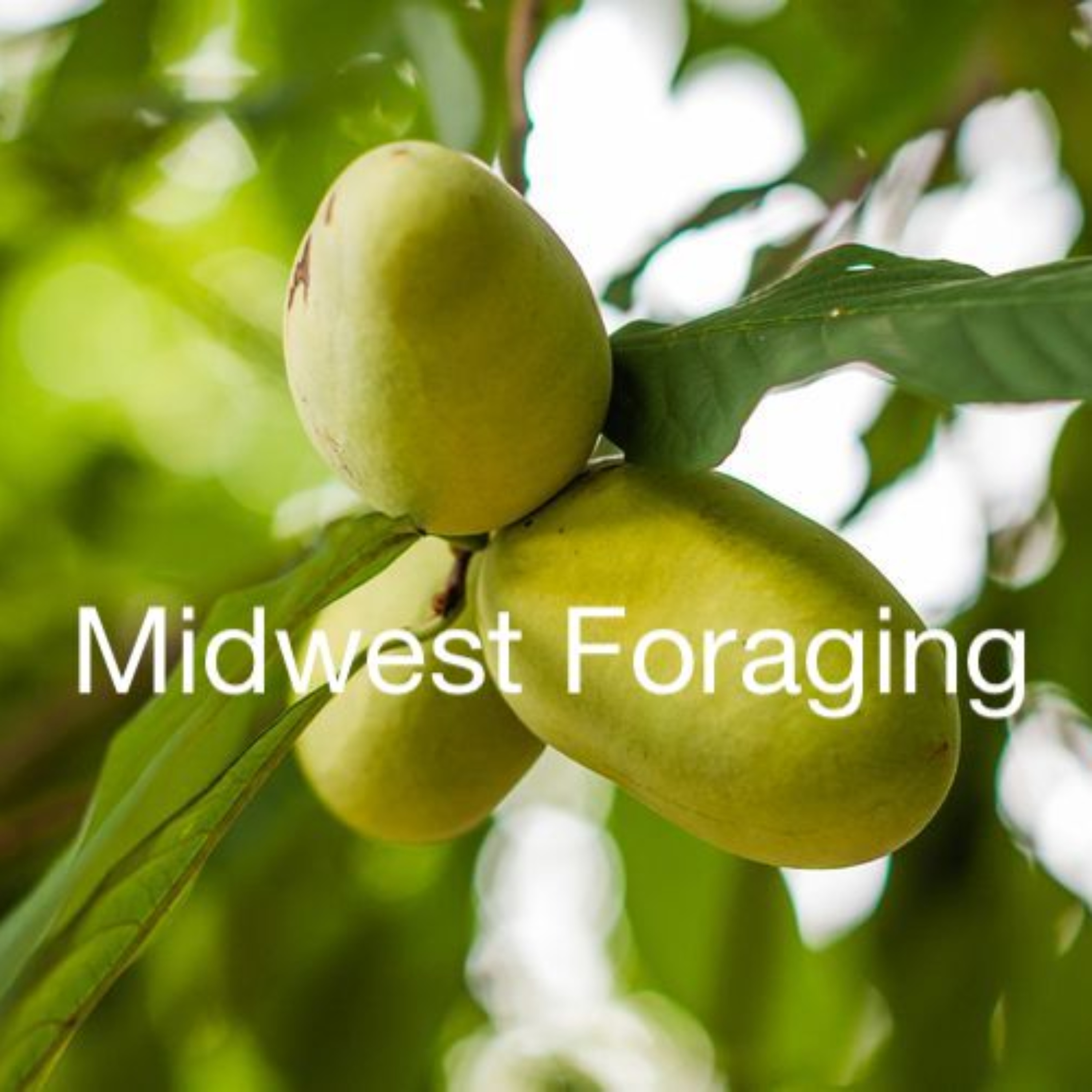 Midwest Foraging podcast artwork
