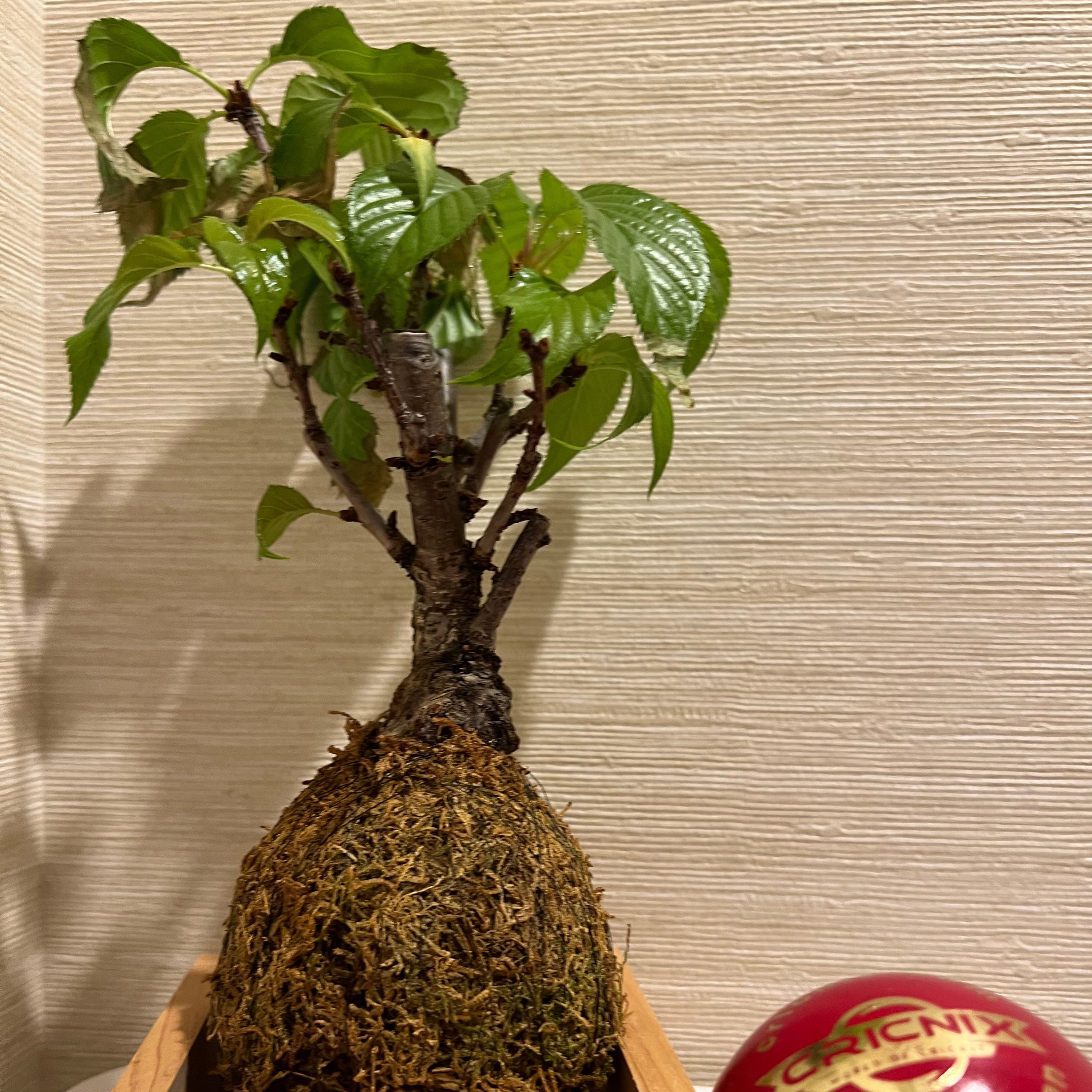 بونسای ژاپنی و مسیرهای سفرJapanese Bonsai and Travel Routes