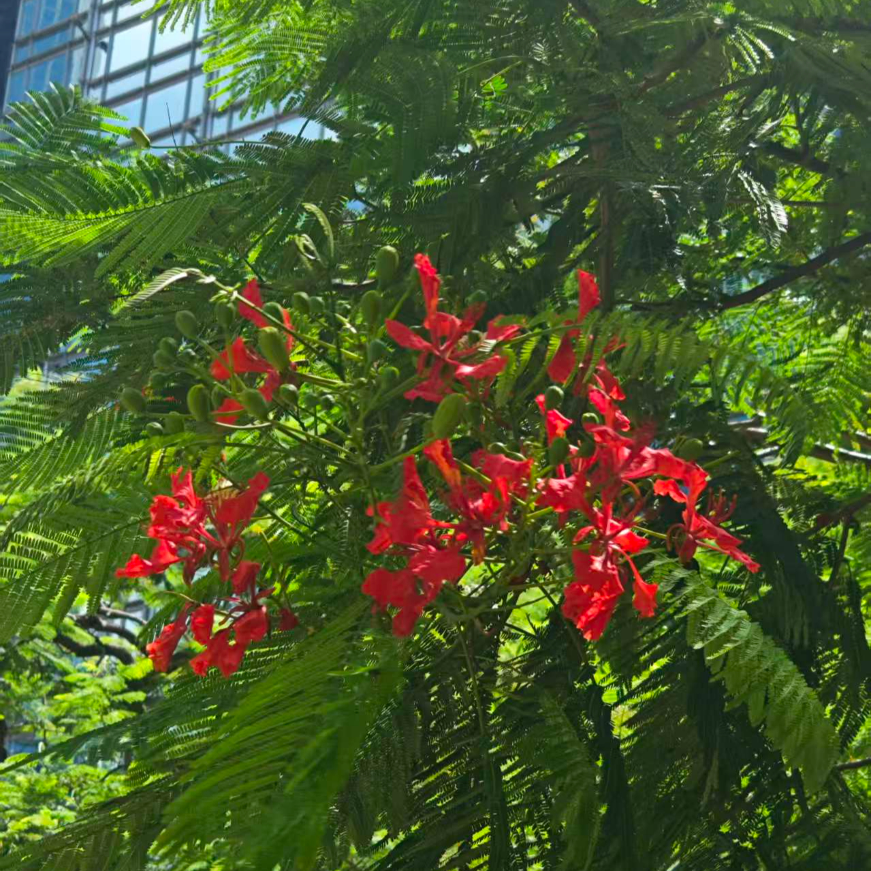 凤凰木杂谈 | Flame Tree Forum