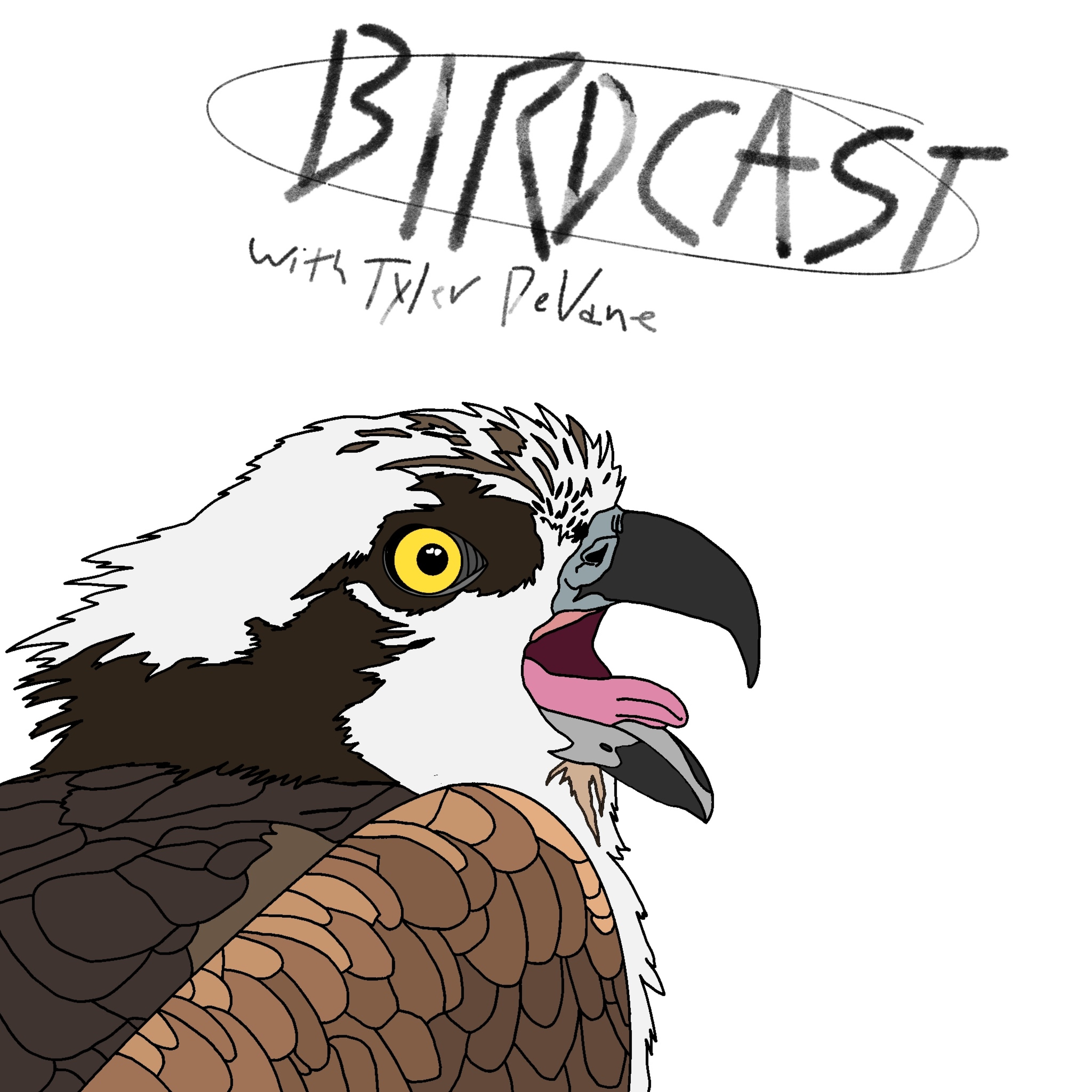 BIRDCAST - A Birder's Podcast podcast artwork